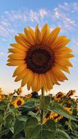 Sunflower Wallpaper poster