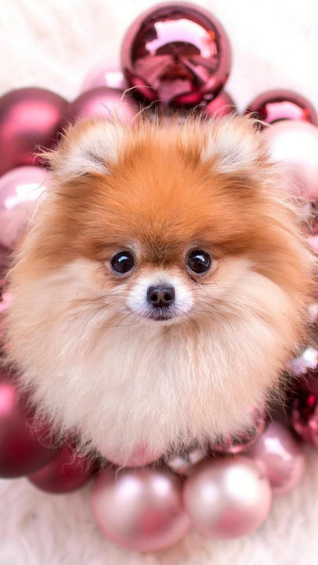 Пр т собака. Шпиц флаффи. Померанский Пуппи. Шпиц cute Pomeranian. Померанский шпиц Teacup..