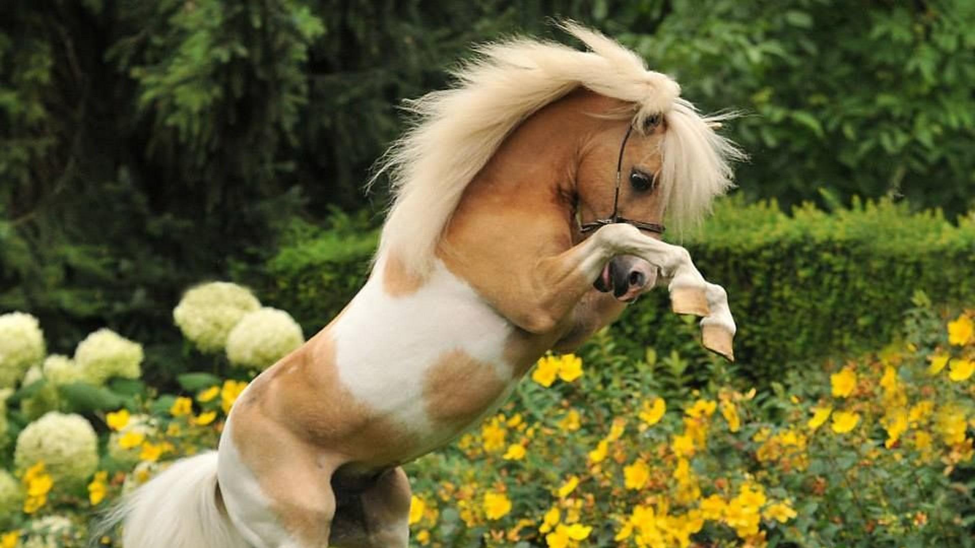 Маленькая лошадка пони. Пони Фалабелла. Пони лошадь Фалабелла. Мини Шетти порода лошадей. Лошади породы Фалабелла.