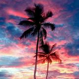 Palmboom Achtergronden