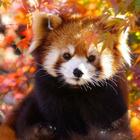 Fonds d'écran Panda Rouge icône