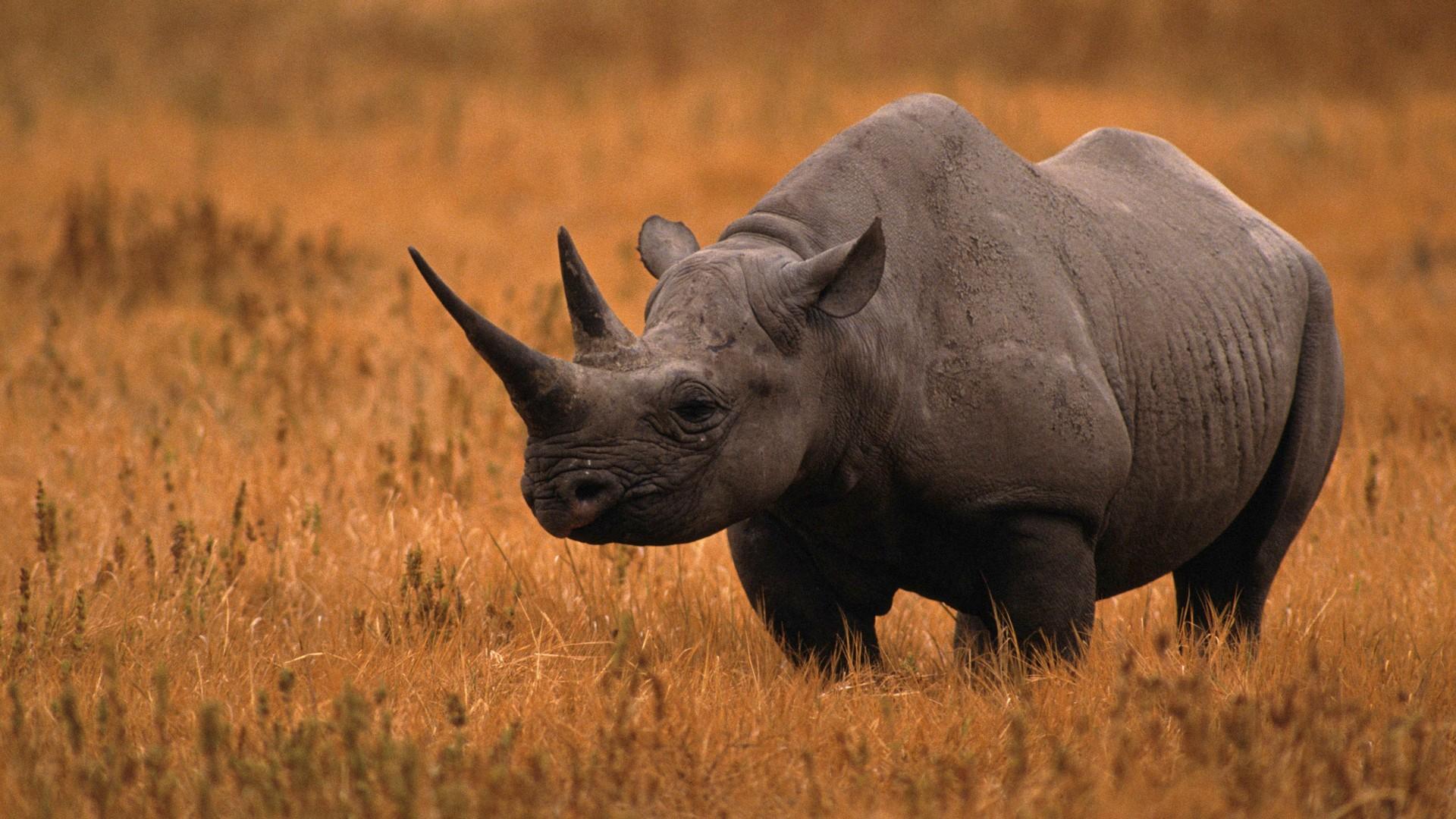 Бело черный носорог. Камерунский черный носорог. Западно-Африканский черный носорог. Западный черный носорог вымерший вид. Черный носорог фото.