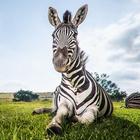 ikon Wallpaper Zebra