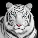 Papel de parede do tigre APK