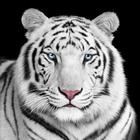 Papel de parede do tigre ícone