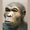 Evolution APK