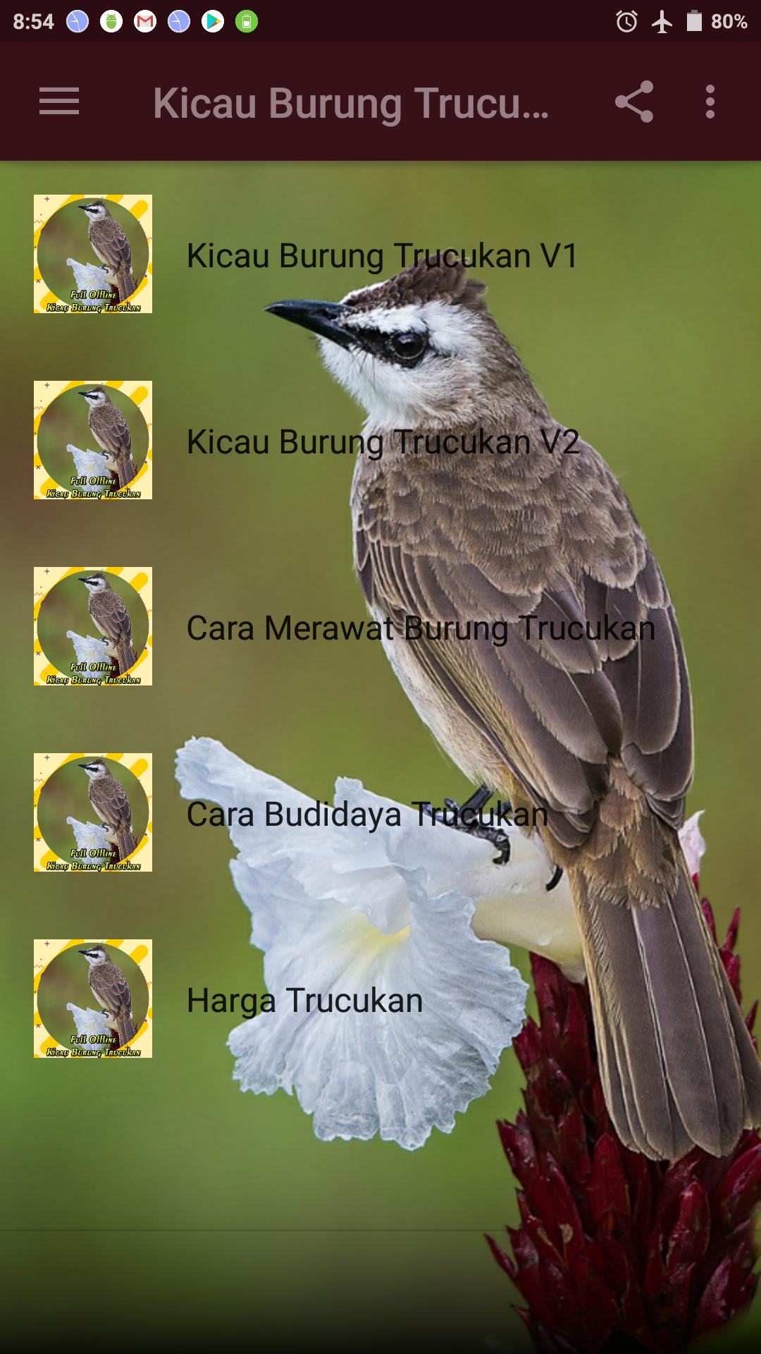 Mp3 Kicau Burung Trucukan Gacor Ngropel For Android Apk Download