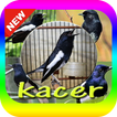 Suara Burung Kacer Mp3