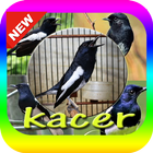 Suara Burung Kacer Mp3 icône