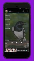 Suara Burung Kacer Mp3 capture d'écran 3