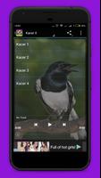 Suara Burung Kacer Mp3 स्क्रीनशॉट 3