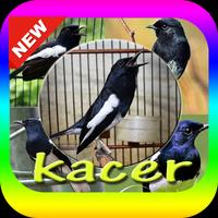 Suara Burung Kacer Mp3 पोस्टर