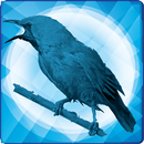 Suara Cucak ijo Ampuh APK