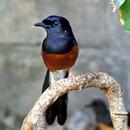 Suara Murai Batu Joss APK