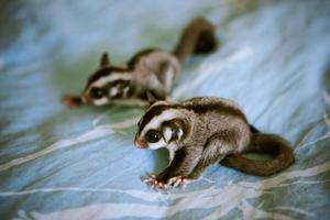 Sugar Glider HD Wallpaper poster