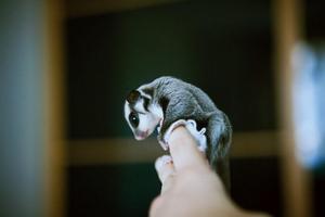 Sugar Glider HD Wallpaper screenshot 1