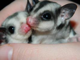 Sugar Glider HD Wallpaper screenshot 3