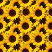 Sunflower Wallpaper