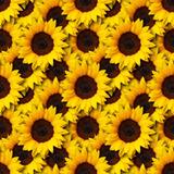 Sunflower Wallpaper