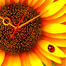 SunFlower* LWP Trial APK