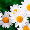 Flowers Pictures