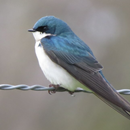 Swallow Bird Calls APK