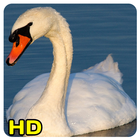 ikon imagenes de cisnes