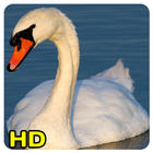 swan Wallpapers icon