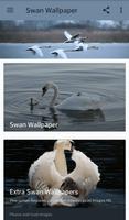 imagenes de cisnes poster