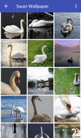 1 Schermata imagenes de cisnes