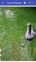 Cygne Fond d Ecran capture d'écran 3