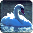 Swans Video Wallpaper