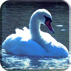 Swans Video Wallpaper آئیکن