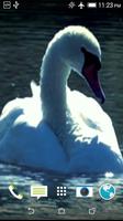 Swans Video Wallpaper screenshot 3