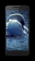 Swans Video Wallpaper پوسٹر