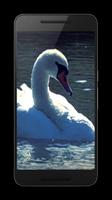 Swans Video Wallpaper screenshot 1
