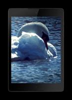Swans Video Wallpaper اسکرین شاٹ 2