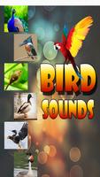 Bird Sounds ポスター