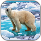 Ours polaire Fond d'écran icône