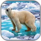Polar Bear Video Wallpaper 아이콘