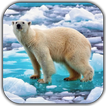 ”Polar Bear Video Wallpaper