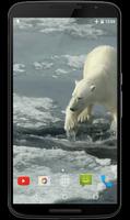 Polar Bear Video Wallpaper plakat