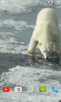 Polar Bear Video Wallpaper اسکرین شاٹ 1