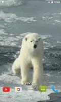 برنامه‌نما Polar Bear Video Wallpaper عکس از صفحه