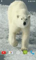 برنامه‌نما Polar Bear Video Wallpaper عکس از صفحه