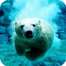 ours polaire nage vidéo LWP APK