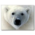 Polar Bear HD Wallpaper ícone