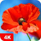 Hintergrundbilder mit Mohn 4K Zeichen