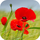 Poppy Flower Live Wallpaper APK