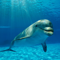 ”Dolphin Wallpapers